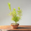 Japanese Black Pine Bonsai #1158