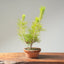 Japanese Black Pine Bonsai #1158