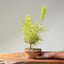 Japanese Black Pine Bonsai #1158