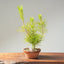 Japanese Black Pine Bonsai #1158
