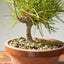 Japanese Black Pine Bonsai #1158