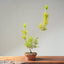Japanese Black Pine Bonsai #1159