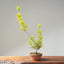 Japanese Black Pine Bonsai #1159