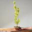 Japanese Black Pine Bonsai #1159