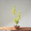 Japanese Black Pine Bonsai #1159