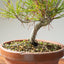 Japanese Black Pine Bonsai #1159