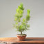Japanese Black Pine Bonsai #1160