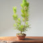 Japanese Black Pine Bonsai #1160