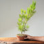 Japanese Black Pine Bonsai #1160