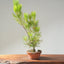 Japanese Black Pine Bonsai #1160