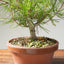 Japanese Black Pine Bonsai #1160