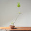 Japanese Black Pine Bonsai #1161