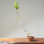Japanese Black Pine Bonsai #1161