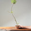 Japanese Black Pine Bonsai #1161
