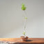 Japanese Black Pine Bonsai #1161