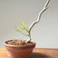 Japanese Black Pine Bonsai #1161
