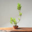 Japanese Black Pine Bonsai #1162