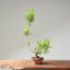 Japanese Black Pine Bonsai #1162