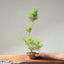Japanese Black Pine Bonsai #1162