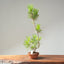 Japanese Black Pine Bonsai #1162