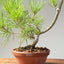 Japanese Black Pine Bonsai #1162