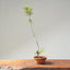 Japanese Black Pine Bonsai #1163