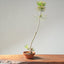 Japanese Black Pine Bonsai #1163
