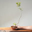 Japanese Black Pine Bonsai #1163
