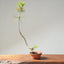 Japanese Black Pine Bonsai #1163