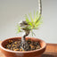 Japanese Black Pine Bonsai #1163