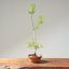Japanese Black Pine Bonsai #1164