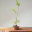Japanese Black Pine Bonsai #1164