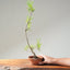 Japanese Black Pine Bonsai #1164