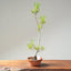 Japanese Black Pine Bonsai #1164