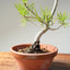 Japanese Black Pine Bonsai #1164