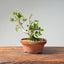 Natal Plum Bonsai #1170