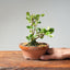 Natal Plum Bonsai #1170