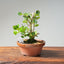 Natal Plum Bonsai #1170