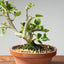 Natal Plum Bonsai #1170