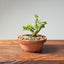 Natal Plum Bonsai #1171