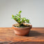 Natal Plum Bonsai #1171