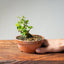 Natal Plum Bonsai #1171