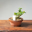 Natal Plum Bonsai #1171