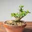 Natal Plum Bonsai #1171
