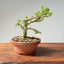 Natal Plum Bonsai #1172