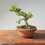 Natal Plum Bonsai #1172