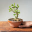 Natal Plum Bonsai #1172