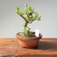Natal Plum Bonsai #1172