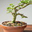 Natal Plum Bonsai #1172