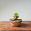 Natal Plum Bonsai #1173